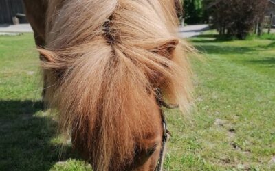 UNSER PONY – MUCKY